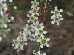 Leptospermum polygalifolium