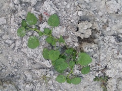 Modiola caroliniana