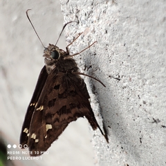 Thorybes dorantes dorantes