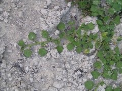 Modiola caroliniana