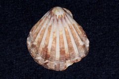 Pectinidae