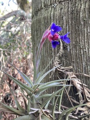 Tillandsia aeranthos