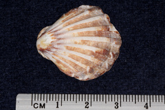 Pectinidae