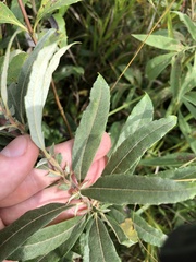 Salix candida