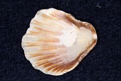 Pectinidae