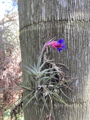 Tillandsia aeranthos