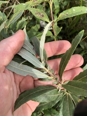 Salix candida