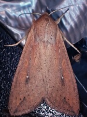 Mythimna unipuncta