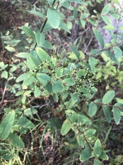 Hypericum nudiflorum
