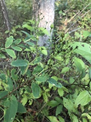 Hypericum nudiflorum
