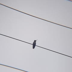 Sephanoides sephaniodes