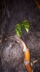 Epipremnum aureum
