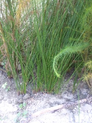 Juncus roemerianus