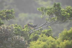 Treron formosae formosae