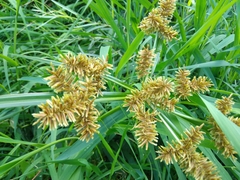 Cyperus erythrorhizos