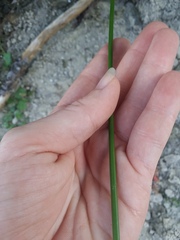 Juncus roemerianus