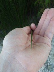 Juncus roemerianus