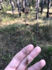 Rhynchospora recognita