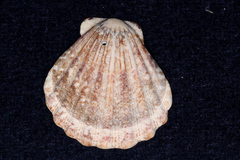 Pectinidae