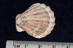 Pectinidae