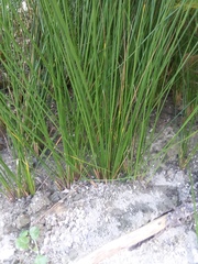 Juncus roemerianus