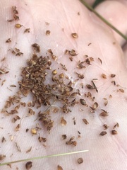 Rhynchospora recognita