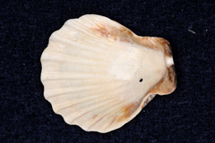 Pectinidae