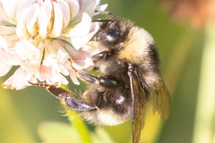 Bombus mckayi