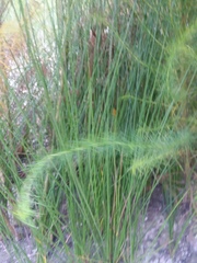 Juncus roemerianus