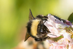 Bombus mckayi