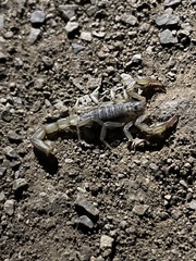 Paruroctonus silvestrii