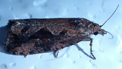 Endothenia nubilana