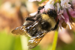 Bombus mckayi