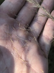 Aristida virgata