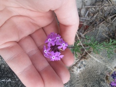 Verbena pulchella