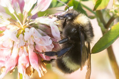 Bombus mckayi