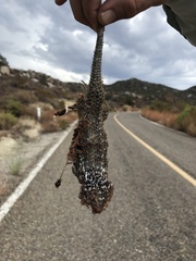 Sceloporus zosteromus
