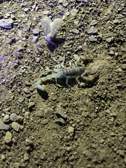 Paruroctonus silvestrii