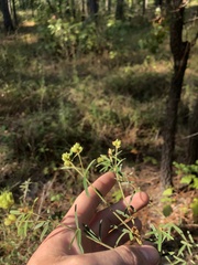 Lespedeza angustifolia