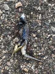 Sceloporus zosteromus