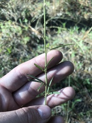 Lespedeza angustifolia