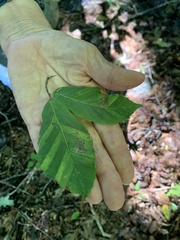 Litylenchus crenatae