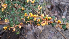 Pultenaea scabra