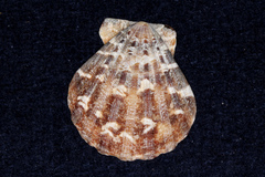 Pectinidae