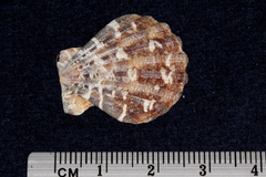 Pectinidae