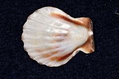 Pectinidae