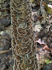 Trametes versicolor