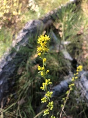 Solidago puberula pulverulenta