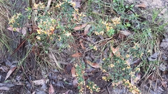 Pultenaea scabra