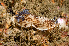 Aphelodoris varia